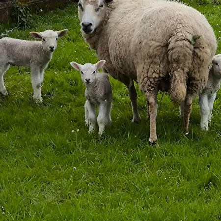Complejo Turístico Quinta La Espadaña Bedrinana