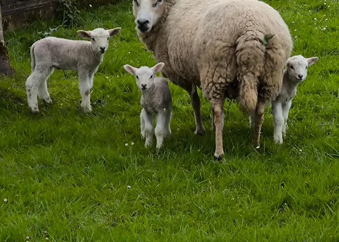 Complejo Turístico Quinta La Espadaña Bedrinana